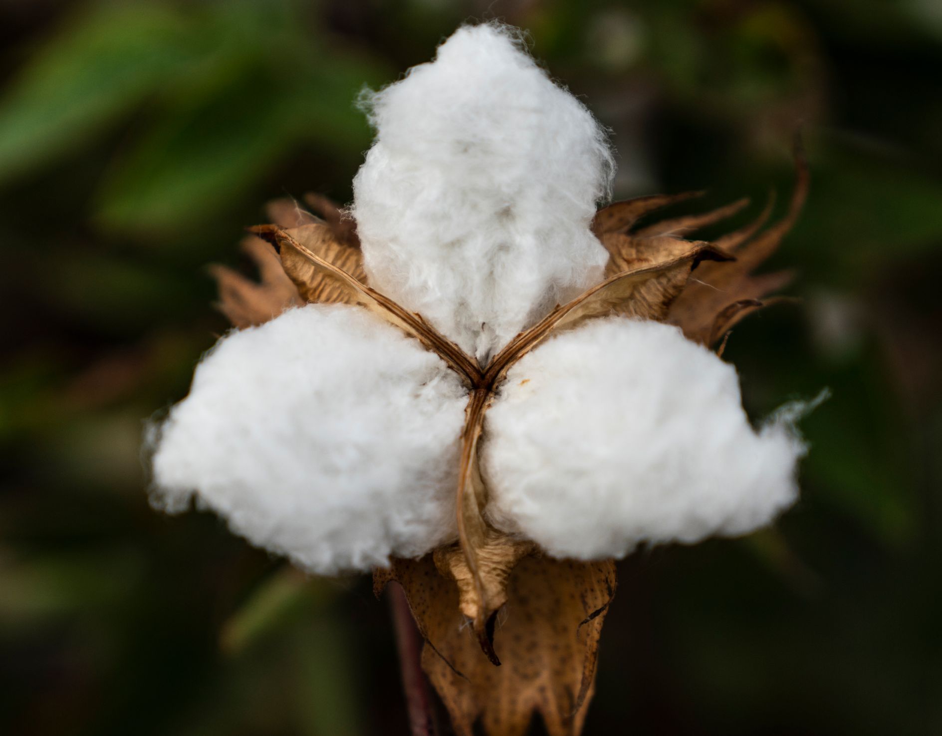 Vamos conhecer mais sobre o algodão Pima?